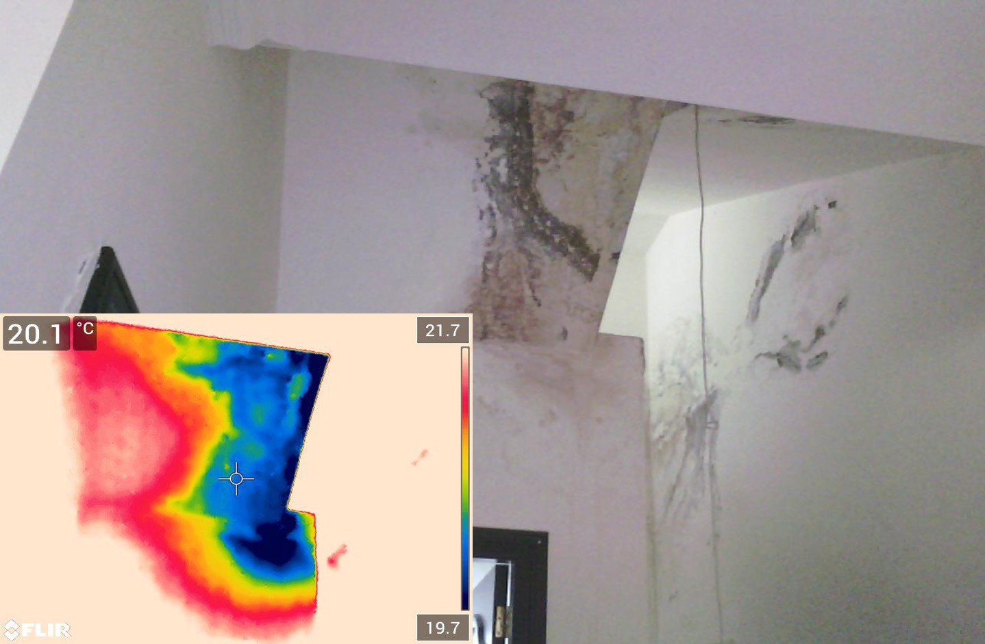 Mold Detection Services